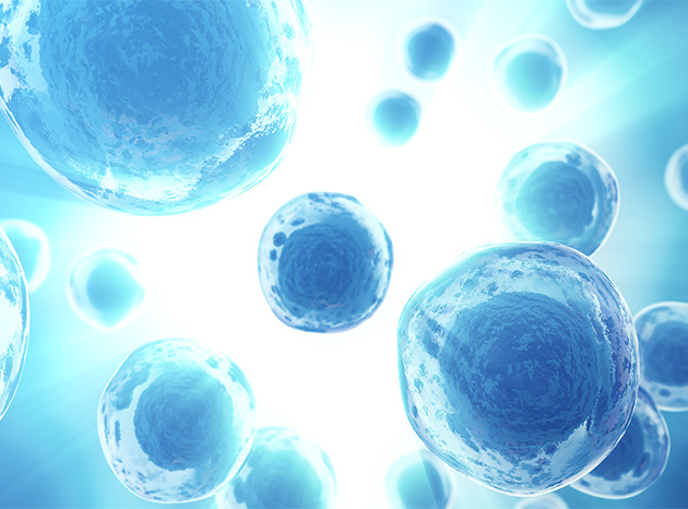 stem cells image